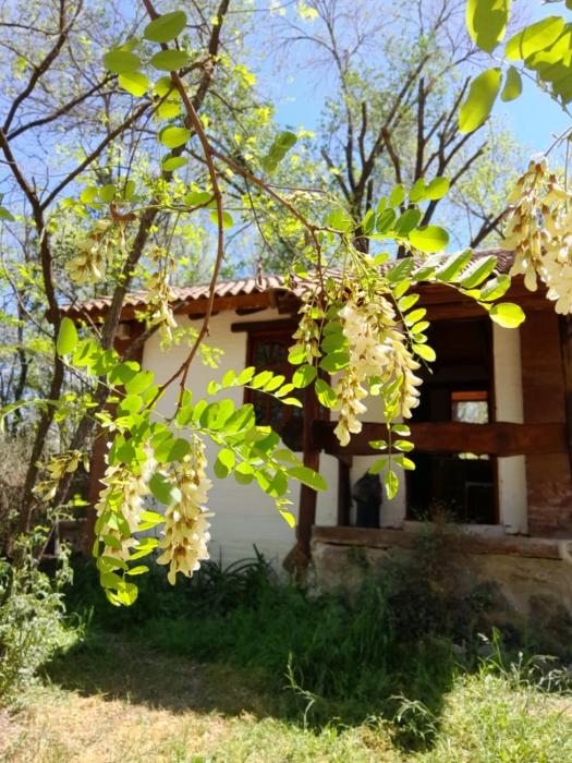 Cabañas Franca Austral