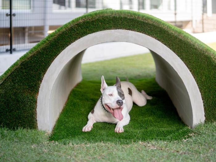 Dog Hotel Shirahama ドッグホテル シラハマ