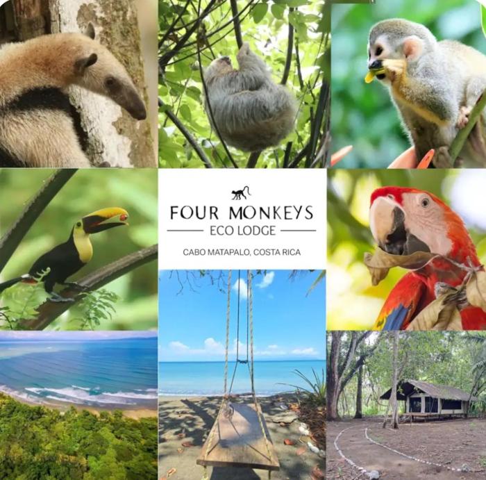 Four Monkeys Eco Lodge - Jungle & Beach