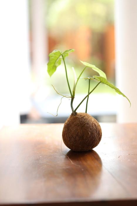 Rovenluck Eco Cabana