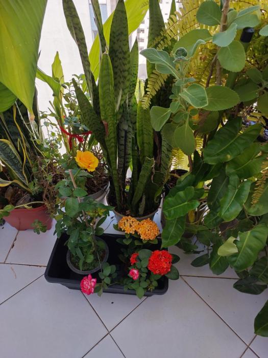 Casa com piscina e churrasqueira