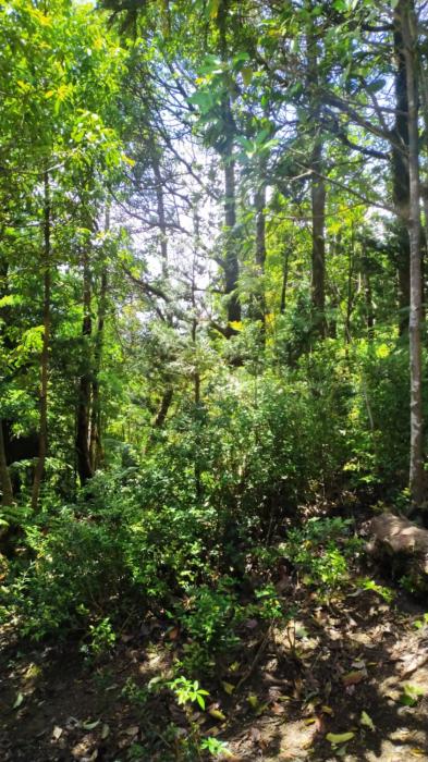 Lingue Cabañas del Escultor