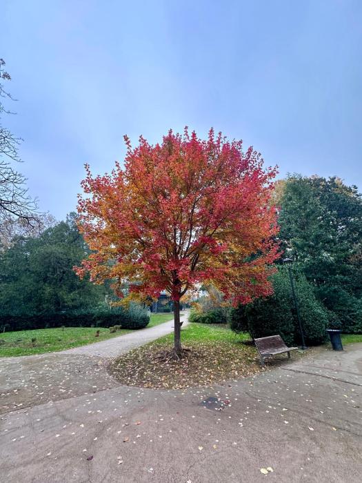 Ambra Central Park - Giulia 19