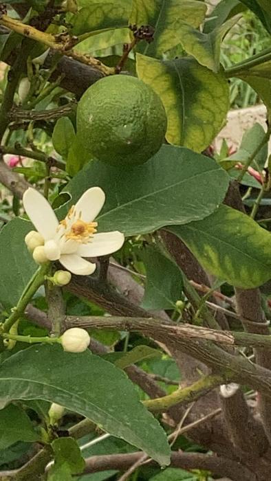 LA CASA FRA gli ULIVI UMBRA