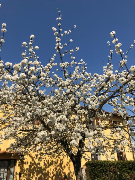 La Loggia del Ciliegio