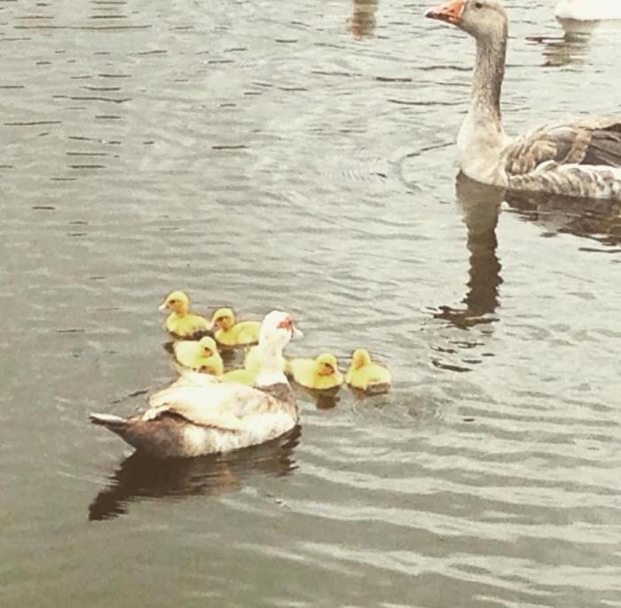 Flat no Winterville em Gravata