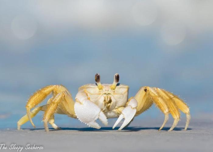 Guaruçá Pousada Apart Hotel