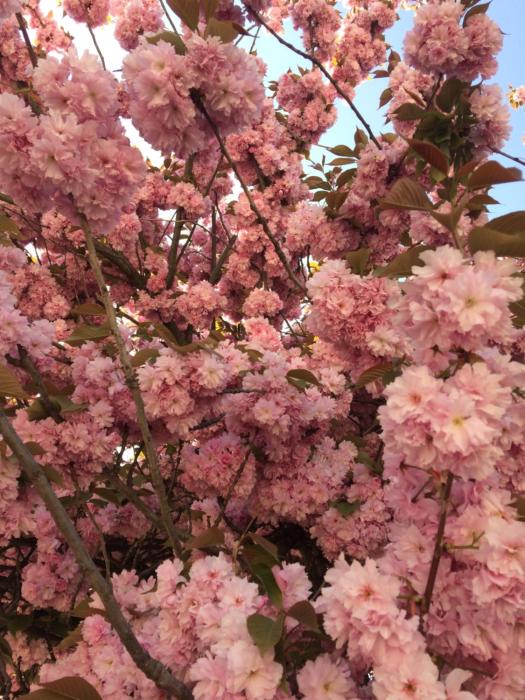 Appart ensoleillé Marais