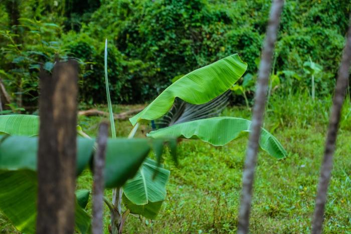 sanduni villa with flora & fauna