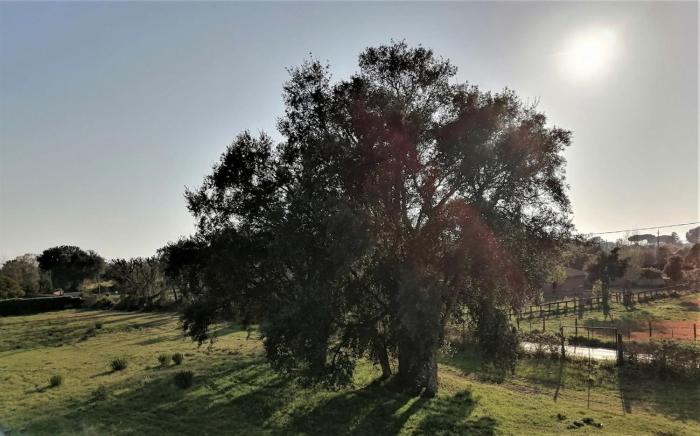 Appartamento nel verde a Nettuno