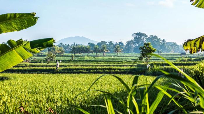Ema homestay