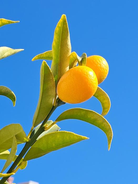 Abelia, two terraces, hot tub, free parking