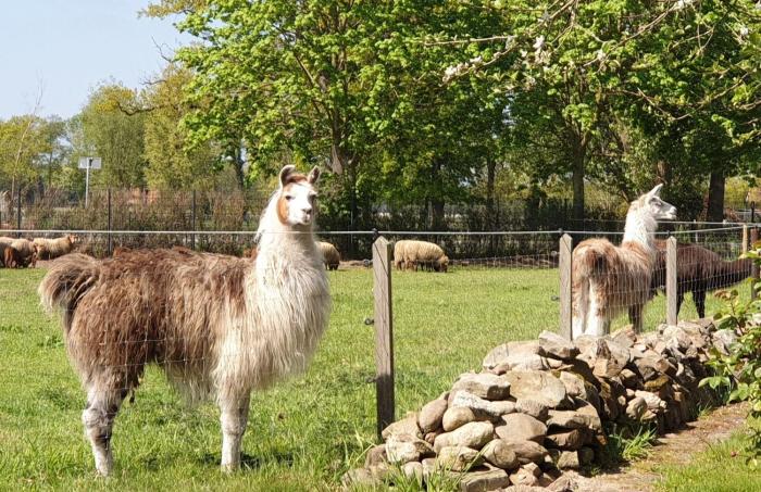 Naturhof Buschwiesen - Wohnung Lama
