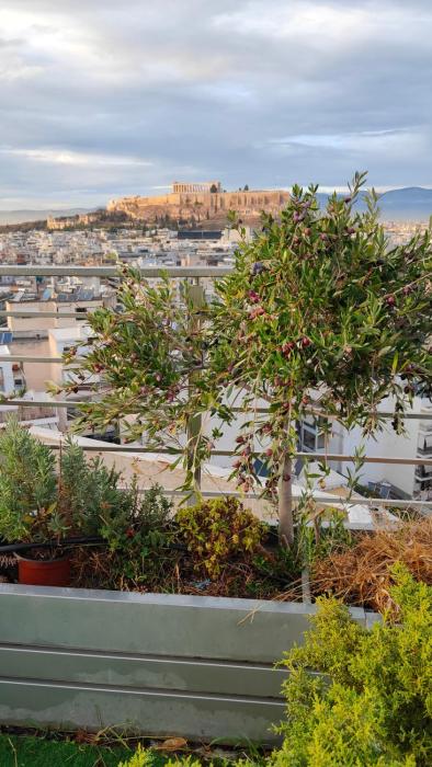 Pythagoras Acropolis