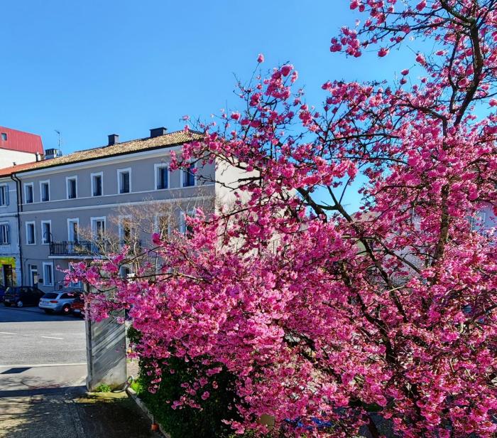 Alloggi Tosca Airport Lodges