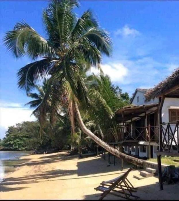 Tongasoabeach palmier