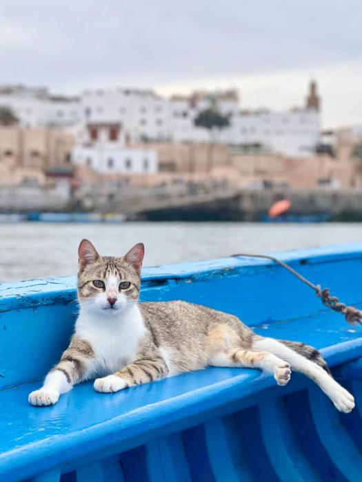 Panoramique vue de la kasbah des oudayas