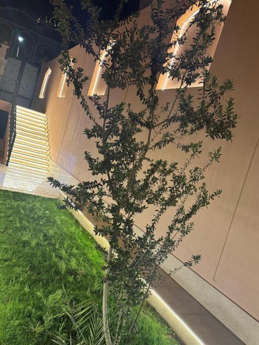 ترفيهية وفخامه