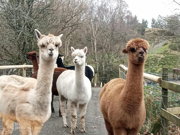 Shepherds hut on alpaca farm
