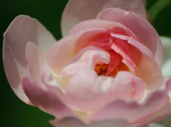 flower power