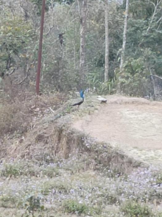 Kousani Naranga Farmstay-Kagey