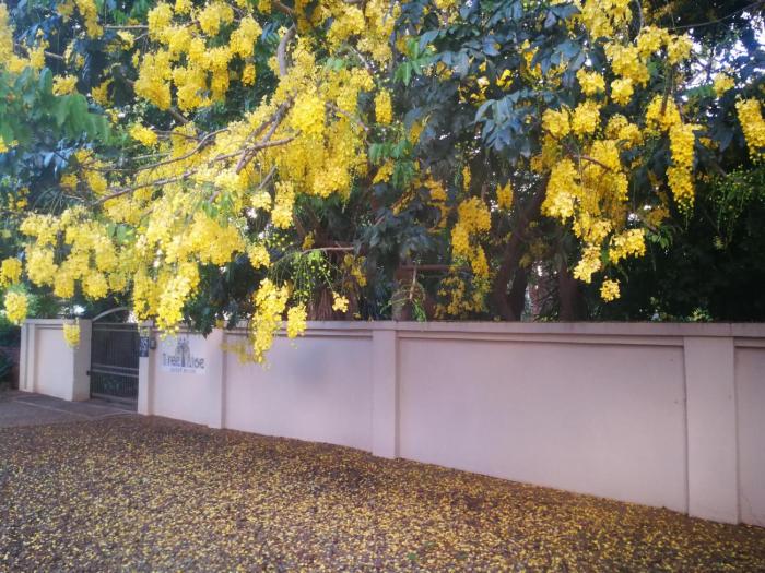 Tree Aloe Guest House