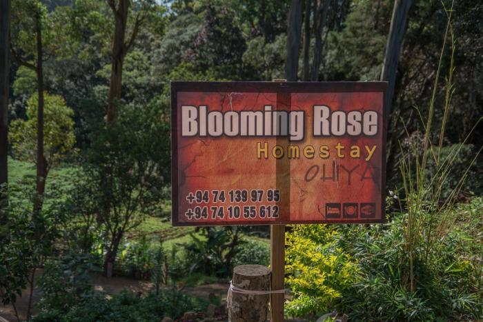 Blooming Rose Homestay