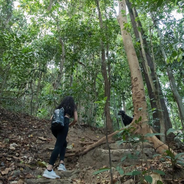 JIVA Nest Self-Service Tiny Home in Rainforest Nest with Kitchen - WiFi, Monkeys, Bats!