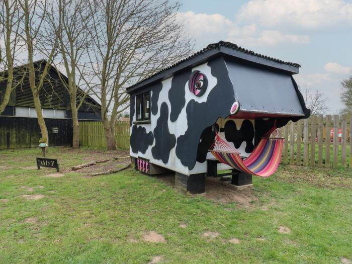 Daisy Cow Shed 1