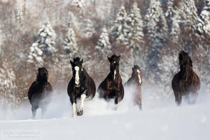 Ośrodek Górskiej Turystyki Jeździeckiej Połoniny