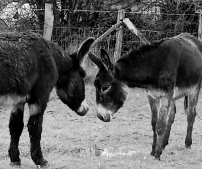 La Ferme De La Bete Noire