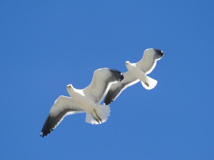 La terrazza di Camogli