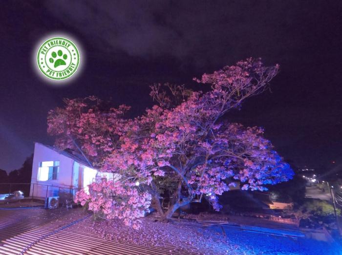 Mini casa de árbol, mágica, céntrica y de vistas panorámicas