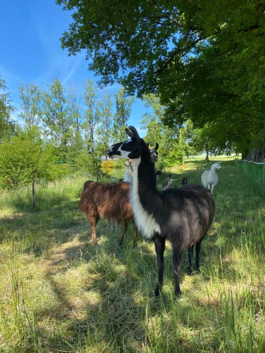 La Ferme des Lamas Dordogne