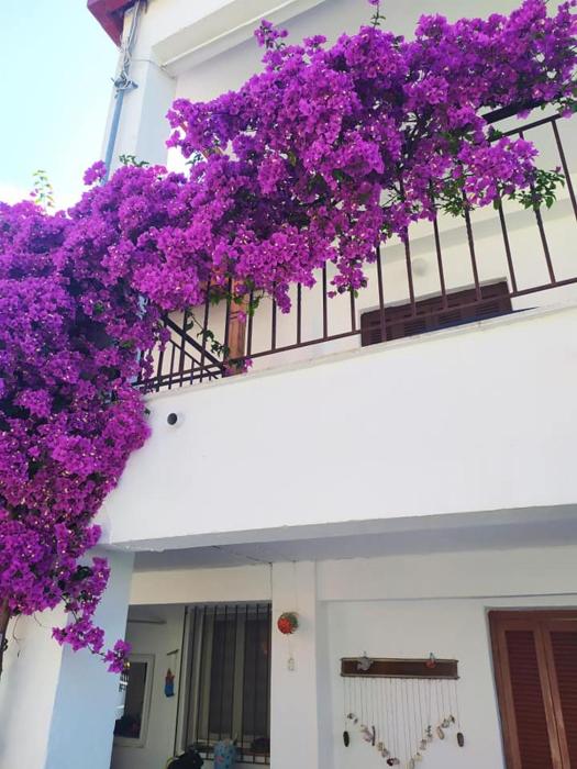 Summer place Pefkohori