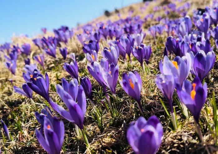DOMŽALSKI DOM na Veliki Planini