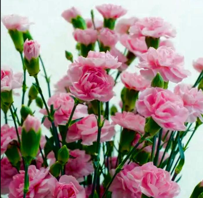 Goździkowy Apartament