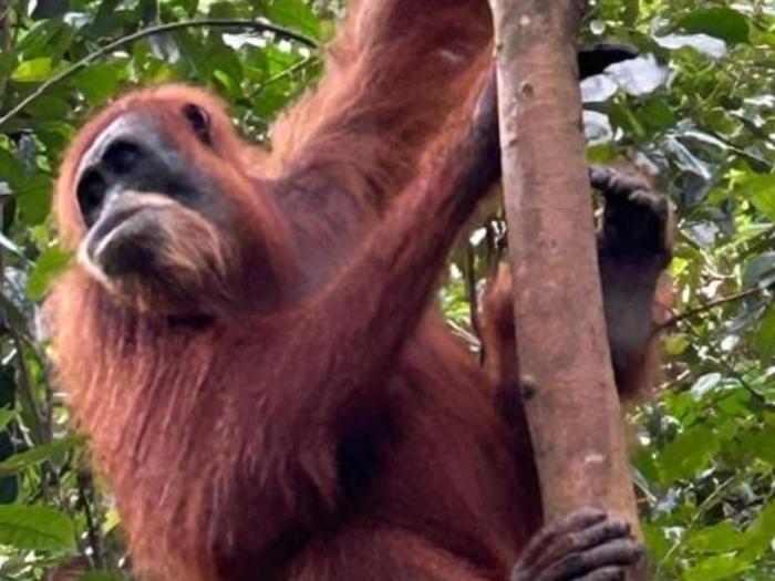 Ustin Nagoya Bukit Lawang Orangutan Trekking & transport only book with us