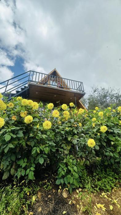 Dreamy Wonders Resorts