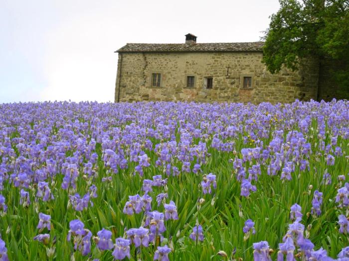 Castello di Pianettole 3 camere da letto matrimoniali