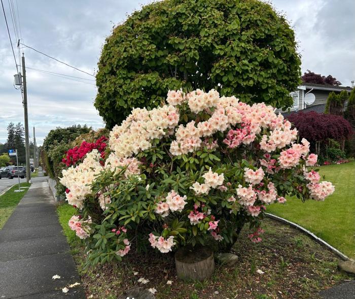 Beautiful House in West Vancouver