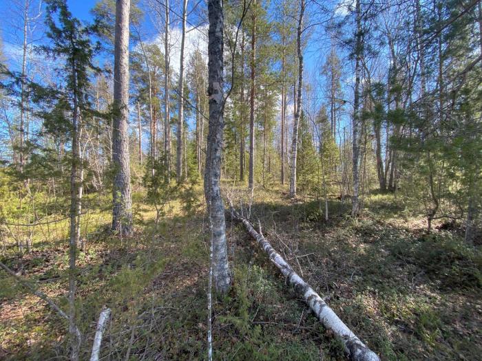 Lammassaari