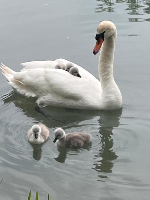 Le moulin de Sauvage