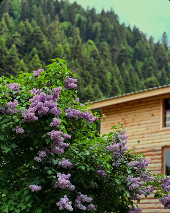 Villa Shoda