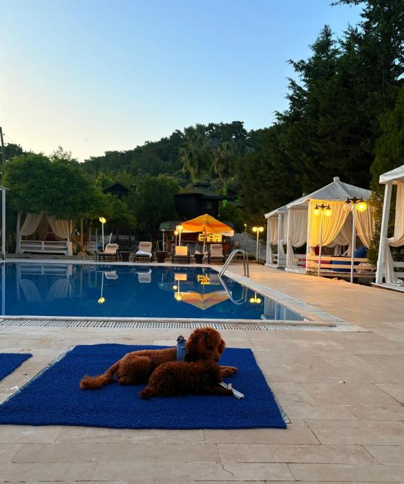 Olympos Talara by Arzum