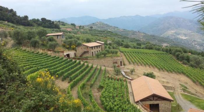 Stone Farmhouses Among Olives And Vines