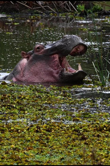 The falls hippo point