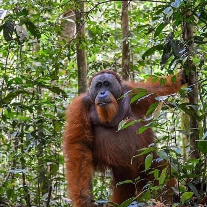 Dendi guest house & Orangutan Explore Book trekking with us