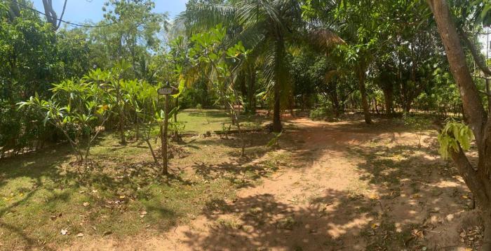Araliya garden nature resort dambulla