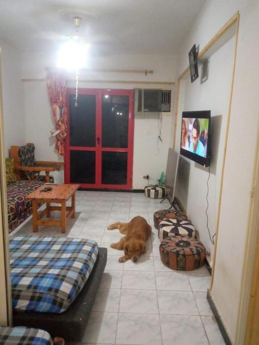 Estekana Bianky Stay إستكانة العجمى البيطاش